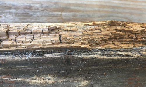 termite rotted wood baltimore