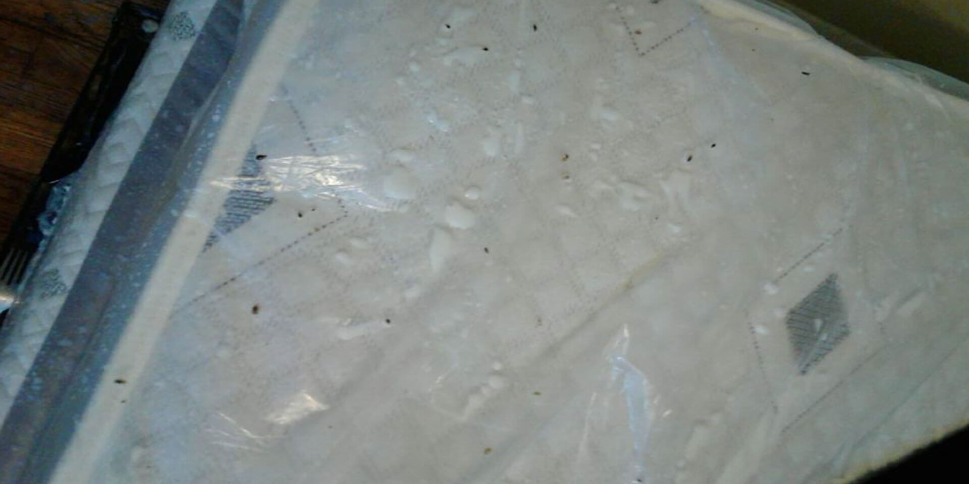 bed bugs on a mattress near baltimore md