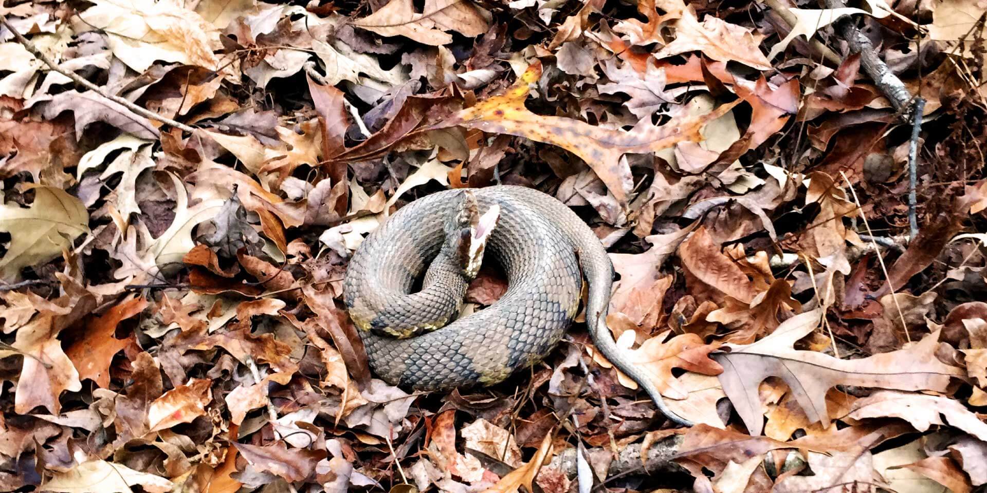 snake in leaves