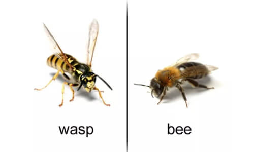 wasp and bee differences image