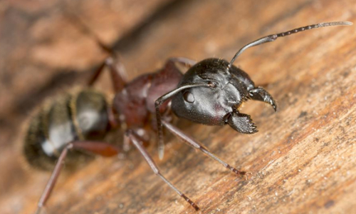 carpenter ant near washington dc