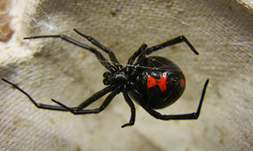 black widow spider near washington DC