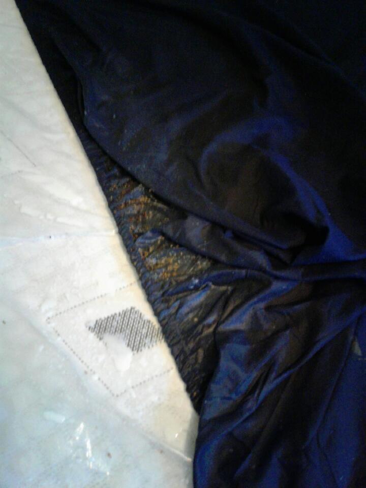 bed bugs infesting mattress near washington dc